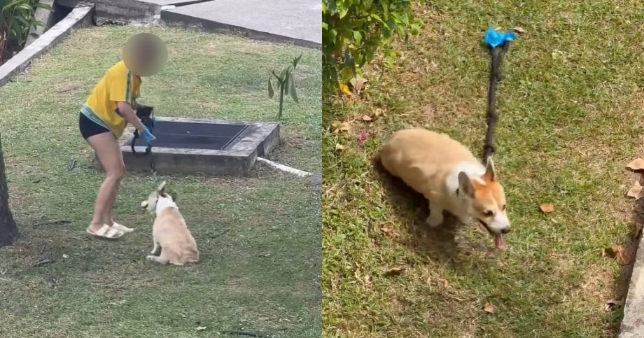‘Poor dog could be in pain’: Netizens concerned after corgi allegedly left in the sun at Seletar condo, Singapore News ‘Poor dog could be in pain’: Netizens concerned after corgi allegedly left in the sun at Seletar condo, Singapore News