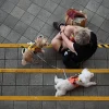 Keeping Singapore rabies-free: What pet owners must know
