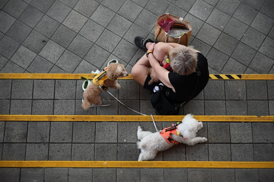 Keeping Singapore rabies-free: What pet owners must know Keeping Singapore rabies-free: What pet owners must know