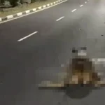 Rare sambar deer killed in Kranji Expressway accident
