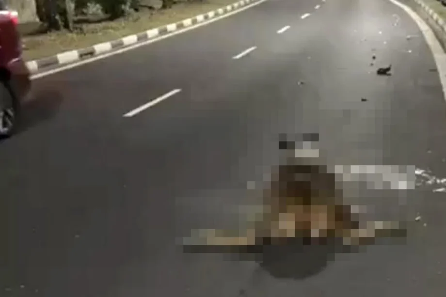 Rare sambar deer killed in Kranji Expressway accident Rare sambar deer killed in Kranji Expressway accident