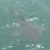 Bowmouth guitarfish seen in S’pore waters after 30 years