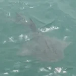 Bowmouth guitarfish seen in S’pore waters after 30 years
