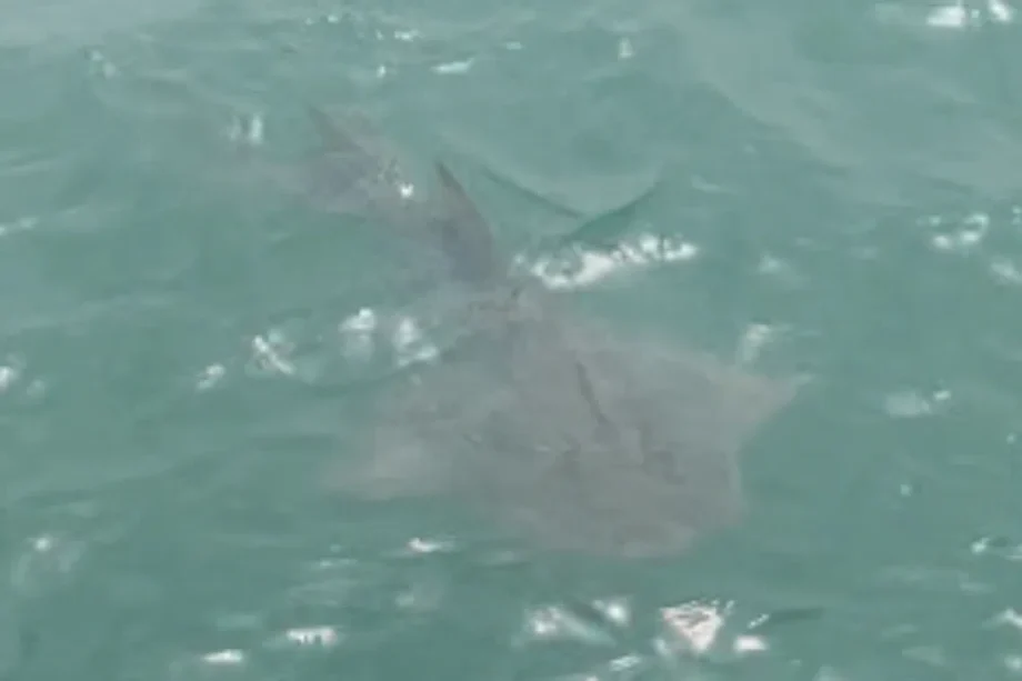 Bowmouth guitarfish seen in S’pore waters after 30 years