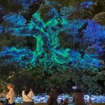 Funtastical World Of Fungi: Unearth The Unseen World of Funga At Singapore Botanic Gardens