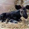 Meet Southeast Asia’s first okapi calf, born at Singapore’s Rainforest Wild Adventure