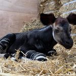 Meet Southeast Asia’s first okapi calf, born at Singapore’s Rainforest Wild Adventure