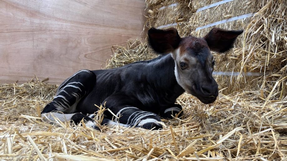 Meet Southeast Asia’s first okapi calf, born at Singapore’s Rainforest Wild Adventure Meet Southeast Asia’s first okapi calf, born at Singapore’s Rainforest Wild Adventure
