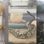 Axolotls, tarantulas and pythons among 101 exotic animals seized in one of Singapore’s biggest wildlife raids: NParks , Singapore News
