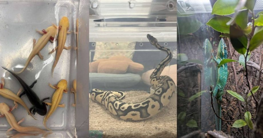 Axolotls, tarantulas and pythons among 101 exotic animals seized in one of Singapore’s biggest wildlife raids: NParks , Singapore News Axolotls, tarantulas and pythons among 101 exotic animals seized in one of Singapore’s biggest wildlife raids: NParks , Singapore News