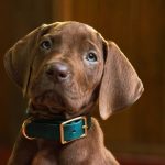Origins Photo Reveals Cute New Look at Dog