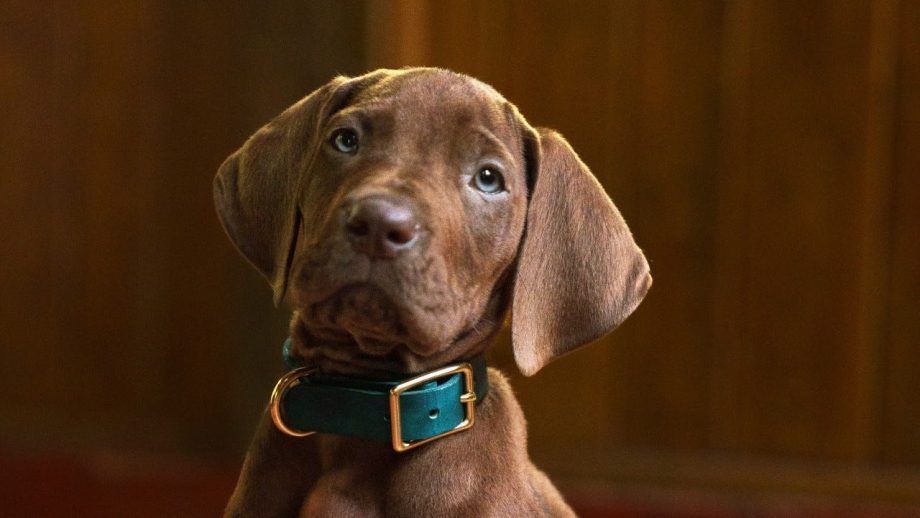 Origins Photo Reveals Cute New Look at Dog