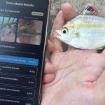Youth build free app to help identify and log Singapore’s fish – Asia News Network