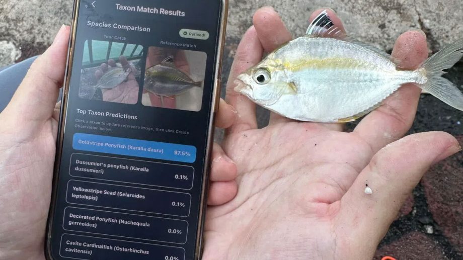 Youth build free app to help identify and log Singapore’s fish – Asia News Network Youth build free app to help identify and log Singapore’s fish – Asia News Network