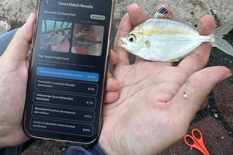 SGFish app helps identify and log Singapore’s fish species