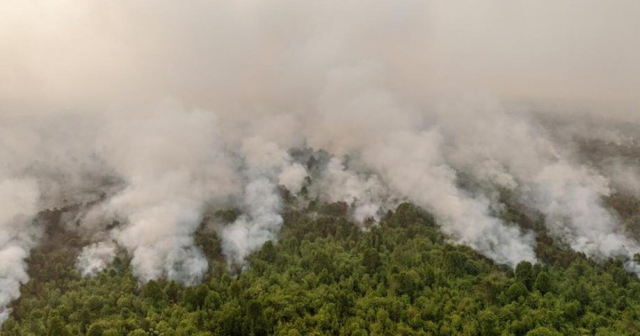 Indonesia’s battle against forest fires hampered by smokes, swamps Indonesia’s battle against forest fires hampered by smokes, swamps
