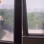 Resident spots hornbill twice outside Tampines flat window