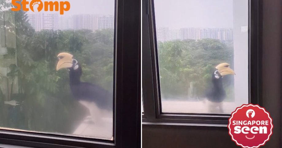 Resident spots hornbill twice outside Tampines flat window Resident spots hornbill twice outside Tampines flat window