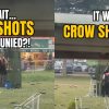 Crowd gathers in Aljunied after gunshots heard, discovers crow culling operation: ‘Felt like a movie scene’, Singapore News
