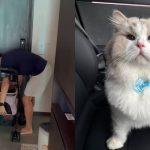 This Singapore cat has one demand: Walkies, please, Singapore News