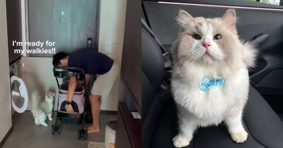 This Singapore cat has one demand: Walkies, please, Singapore News This Singapore cat has one demand: Walkies, please, Singapore News