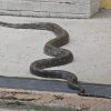 ACRES captures 2-metre python seen slithering in Choa Chu Kang HDB estate, Singapore News
