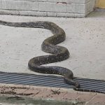 ACRES captures 2-metre python seen slithering in Choa Chu Kang HDB estate, Singapore News