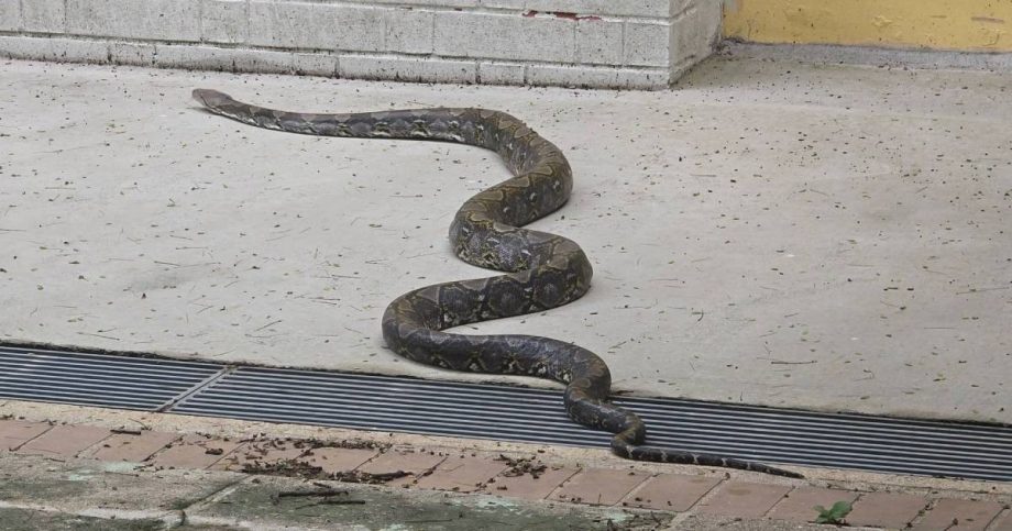 ACRES captures 2-metre python seen slithering in Choa Chu Kang HDB estate, Singapore News