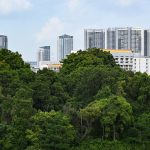 More greenery retained at Maju Forest and Gillman Barracks