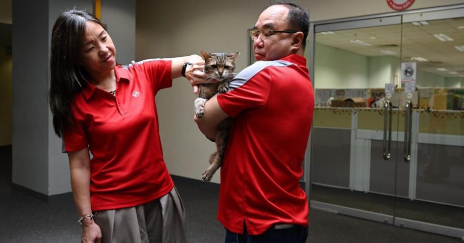 SMRT staff’s Big Boss cat Cassidy the 3-legged cat SMRT staff’s Big Boss cat Cassidy the 3-legged cat