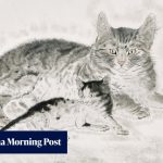 Hong Kong autumn 2026 art auctions top HK billion as Kusama works get a cool reception