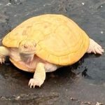 Five albino red-eared slider terrapins rescued from Singapore’s West Coast Park