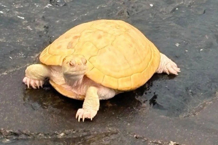 Five albino red-eared slider terrapins rescued from Singapore’s West Coast Park