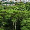 Maju, Gillman plans strike better nature balance: Nature groups
