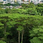 Maju, Gillman plans strike better nature balance: Nature groups