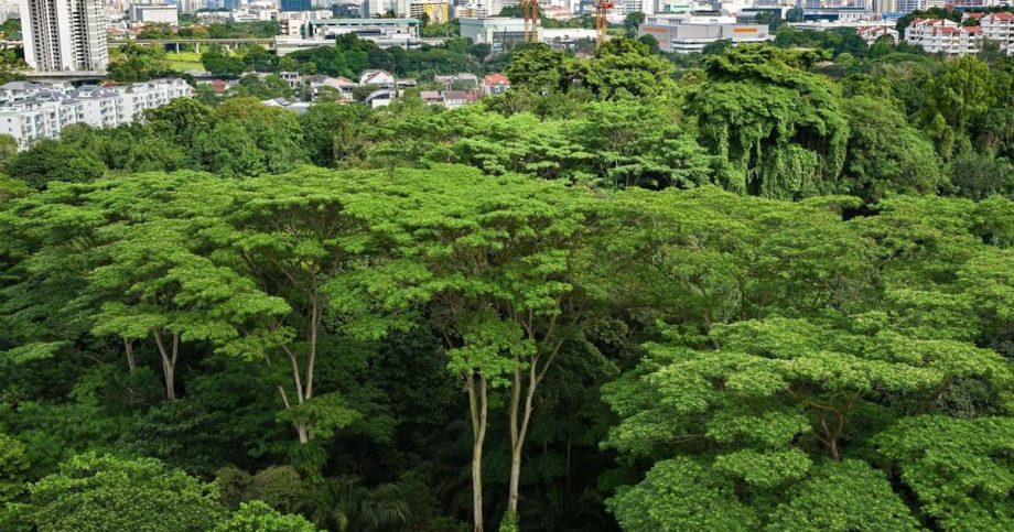 Maju, Gillman plans strike better nature balance: Nature groups Maju, Gillman plans strike better nature balance: Nature groups