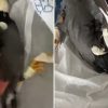 Myna bird taped and lectured in ‘distressing’ incident