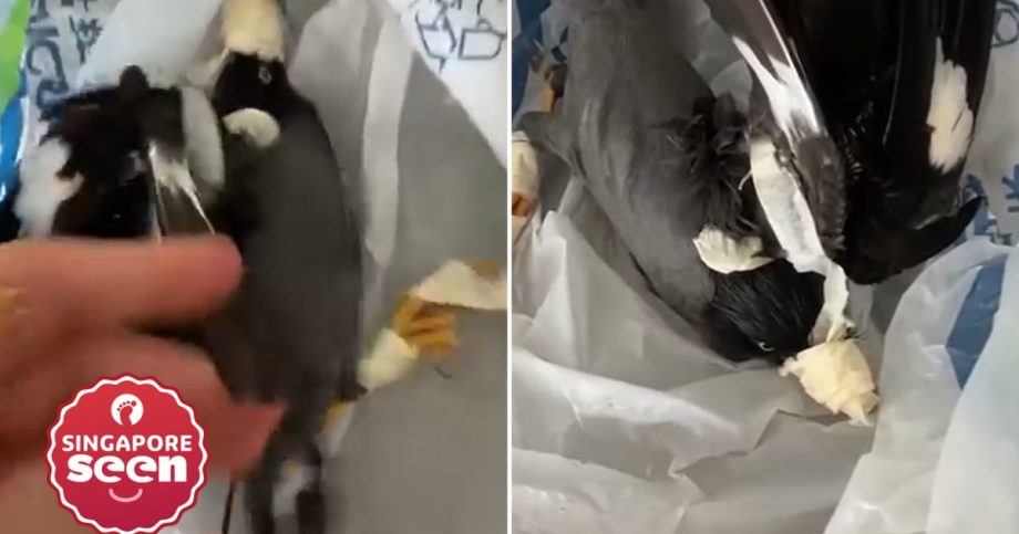 Myna bird taped and lectured in ‘distressing’ incident