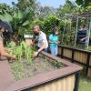 500 new allotment gardening plots in Singapore open for application