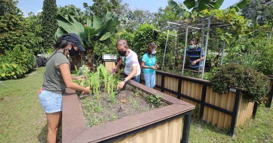 500 new allotment gardening plots in Singapore open for application