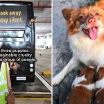 Woman commissions SBS bus ad against animal abuse