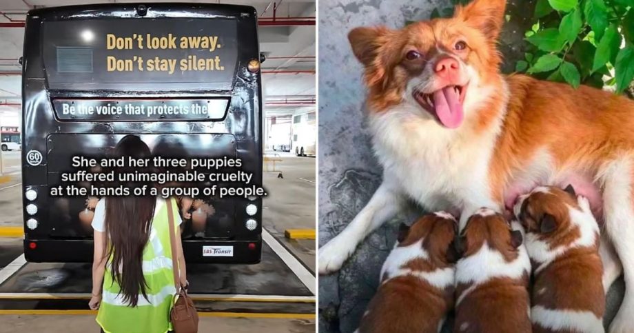 Woman commissions SBS bus ad against animal abuse