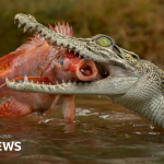 Man charged over AI image of crocodile in Singapore reservoir – BBC