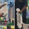 Rat caught at 313@Somerset Subway