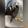 ACRES condemns taped-up bird cruelty in incident
