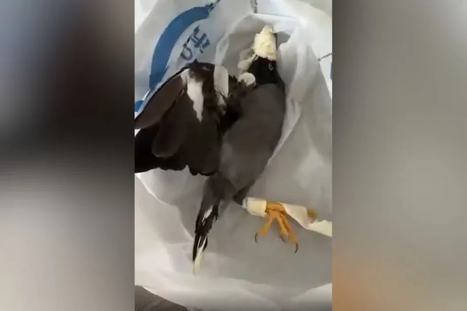 ACRES condemns taped-up bird cruelty in incident ACRES condemns taped-up bird cruelty in incident