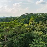 More greenery, 11,000 homes in revised plans for Maju Forest and Gillman Barracks, Singapore News