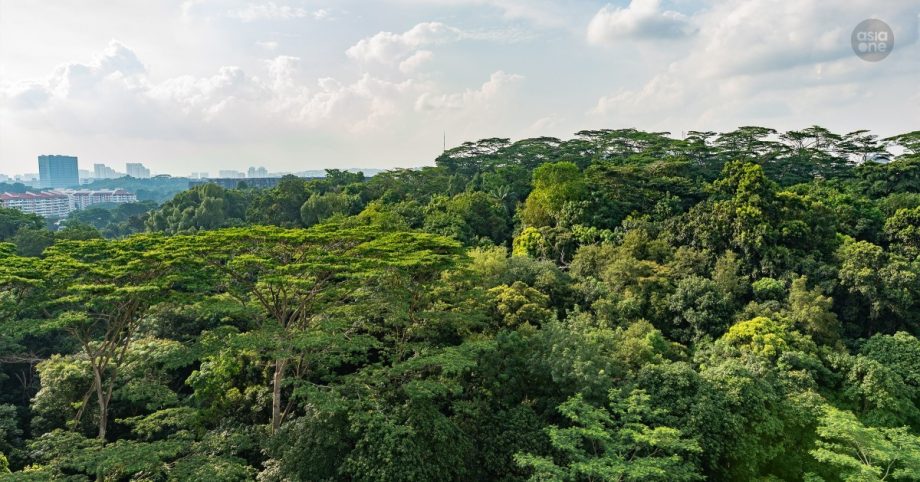 More greenery, 11,000 homes in revised plans for Maju Forest and Gillman Barracks, Singapore News More greenery, 11,000 homes in revised plans for Maju Forest and Gillman Barracks, Singapore News