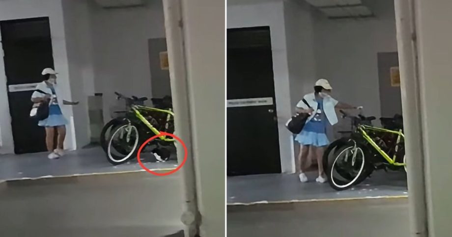 Community cat cruelty in Bukit Batok East