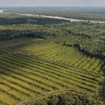Uncertainty around Indonesia’s pledge to stop rice forest clearing